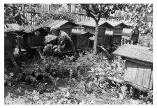 Wooden beehives