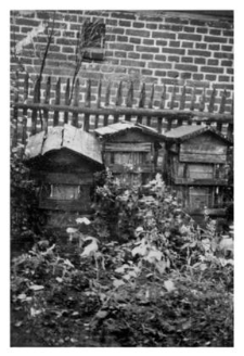 Wooden beehives