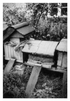 Wooden beehives