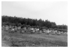 Wooden beehives