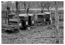 Wooden beehives