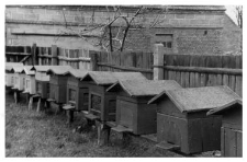 Wooden beehives