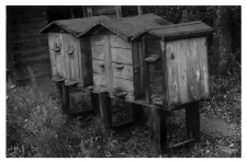 Wooden beehives