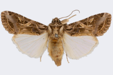 Spodoptera littoralis