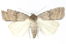 Arthetis furvula