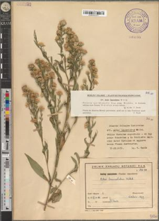 Aster lanceolatus Willd.