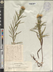 Inula ensifolia L.