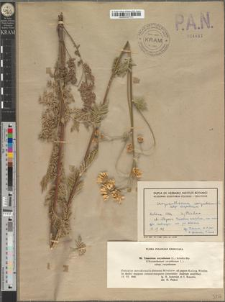 Tanacetum corymbosum (L.) Schultz-Bip. subsp. corymbosum