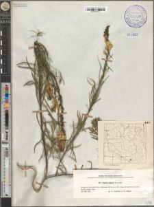 Linaria vulgaris (L.) Mill.