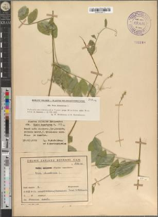 Vicia dumetorum L.
