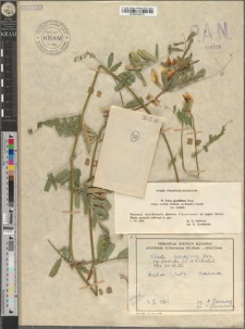 Vicia grandiflora Scop. subsp. sordida (Waldst. et Kitaib.) Dostál var. sordida