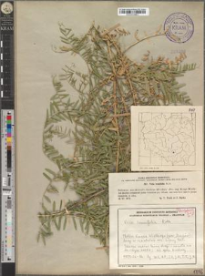 Vicia tenuifolia Roth