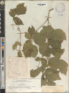 Rubus caesius L.