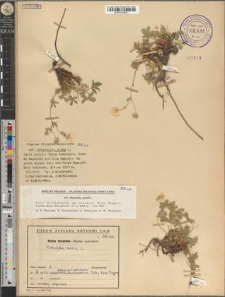 Potentilla aurea L.