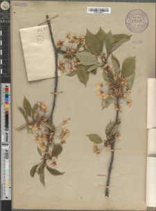Cerasus avium (L.) Moench subsp. avium