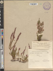 Calluna erica DC.