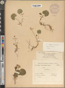 Viola palustris L. & V. epipsila × palustris