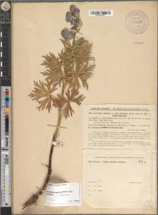 Aconitum tauricum Wulf. subsp. tauricum fo. koelleanum