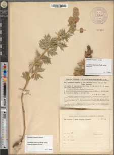 Aconitum tauricum Wulf. subsp. nanum (Baumg.) Grint. & subsp. tauricum