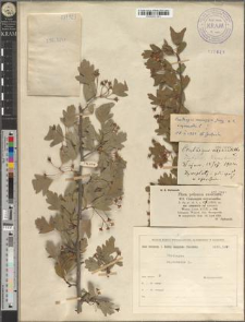 Crataegus cfr. monogyna Jacq.× C. oxyacantha L.