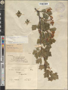 Crataegus monogyna Jacq. × C. curvisepala Lindm.