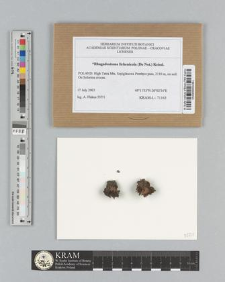 Rhagadostoma lichenicola (De Not.) Keissl.