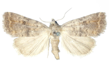 Arthetis furvula