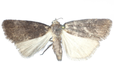 Athetis pallustris