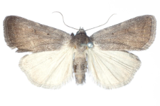 Athetis pallustris