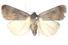 Athetis pallustris