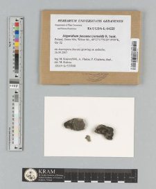 Stigmidium fuscatae (Arnold) R. Sant.