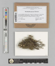 Roselliniella papuana Diederich