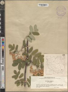 Sorbus aucuparia L. subsp. aucuparia
