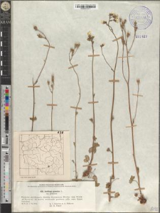 Saxifraga granulata L. subsp. granulata