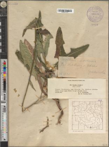 Sonchus arvensis L. subsp. arvensis