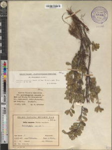 Arctostaphylos uva-ursi L.