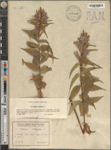 Gentiana asclepiadea L.