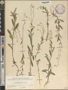 Myosotis palustris (L.) Nathh. subsp. nemorosa (Bess.) C.C. Berg et Kaastra