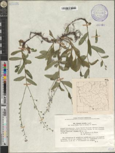 Myosotis variabilis Angelis subsp. kerneri (Dalla Tore et Sarnth.) O. Schwarz