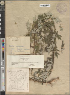 Artemisia vulgaris L. subsp. vulgaris var. vulgaris