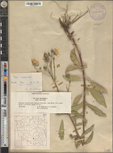 Picris hieracioides L. subsp. hieracioides