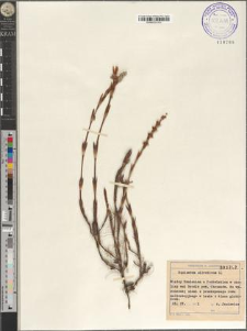 Equisetum silvaticum L.