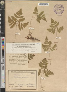 Phegopteris dryopteris (L.) Feé