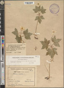 Anemone nemorosa L.