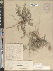 Alyssum montanum L. subsp. montanum