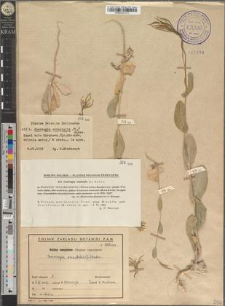 Conringia orientalis (L.) Andrz.