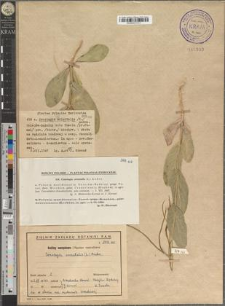 Conringia orientalis (L.) Andrz.