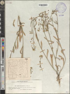 Capsella bursa-pastoris (L.) Med. s. l.