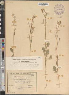 Raphanus raphanistrum L. subsp. segetum (Baumg.) Clavand subvar. arvensis (Rchb.) Thell.