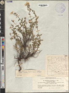 Helianthemum chamaecistus Mill. subsp. ovatum (Viv.) Schinz et Thell.